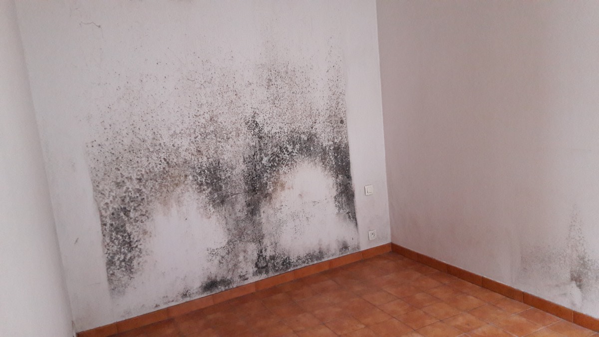 Moisissures - Expertise humidité à Le Puy-en-Velay